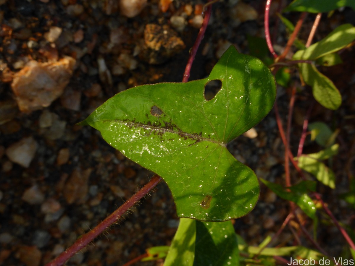 Ipomoea sagittifolia Burm.f.